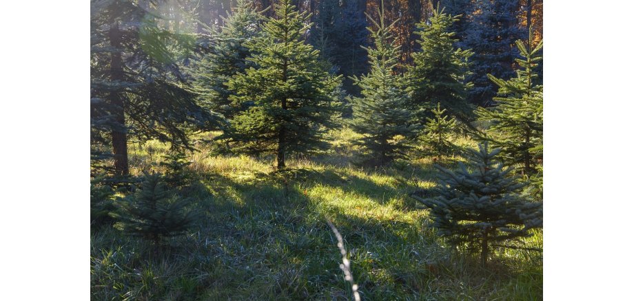 Ein Wald mit kleinen Nadelbäumen auf einer Rasenfläche, auf die zum Teil die Sonne scheint.