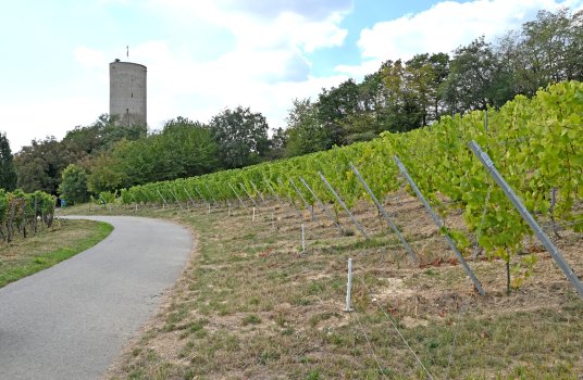 Weinberg der Ehe und Weg zur Burgruine Scharfenstein 