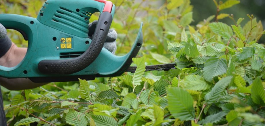 Heckenschere  und Hecke mit Laubblättern