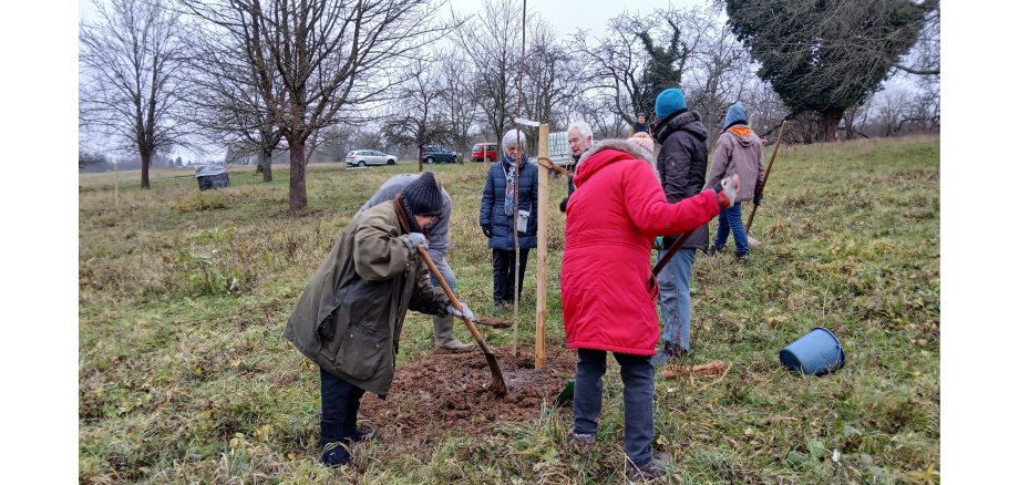 Auf einer Wiese, auf der ein paar Bäume stehen, wird ein neuer Kirschbaum eingepflanzt. Es sind 8 Personen vor Ort.